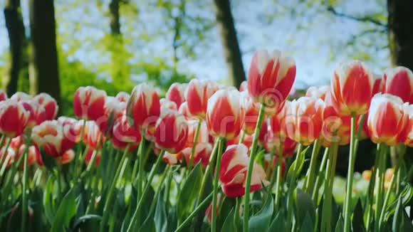 美丽的红白郁金香公园里精心布置的花坛视频的预览图