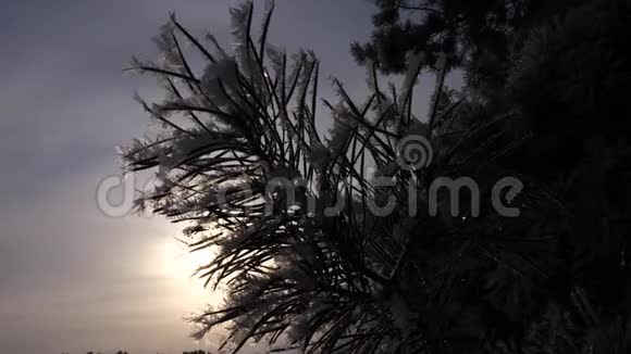 云杉针叶覆盖着海霜在冬季阳光的背景下松枝的轮廓特写镜头在视频的预览图