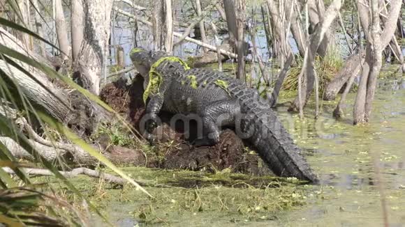 大型鳄鱼在佛罗里达的沼泽里晒太阳视频的预览图