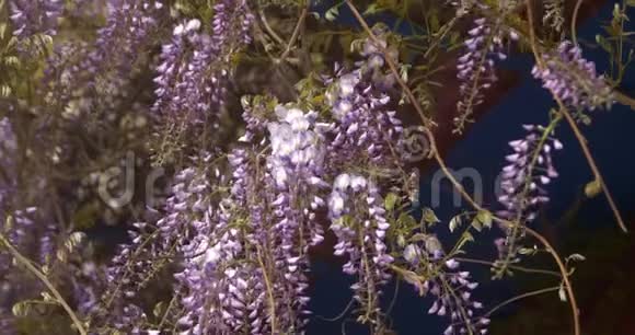 紫藤花视频的预览图