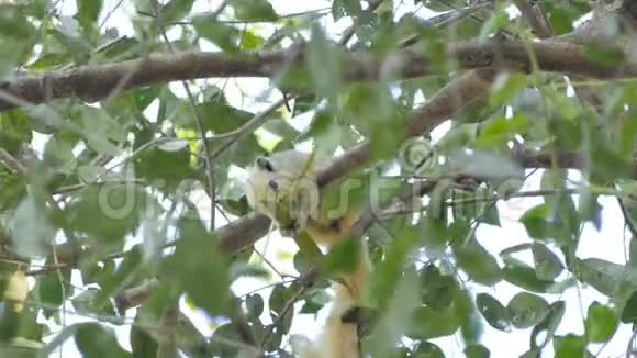 松鼠在热带雨林的树上吃种子视频的预览图