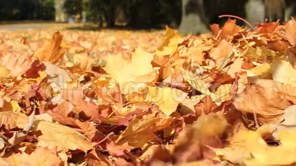 公园小巷里的秋叶视频的预览图