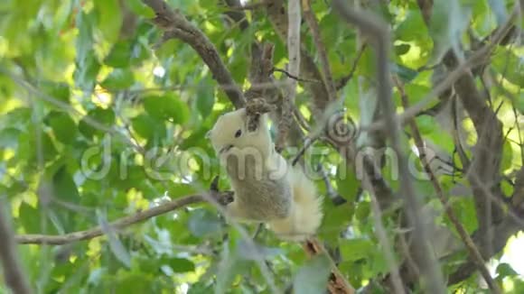 松鼠在热带雨林的树上吃种子视频的预览图