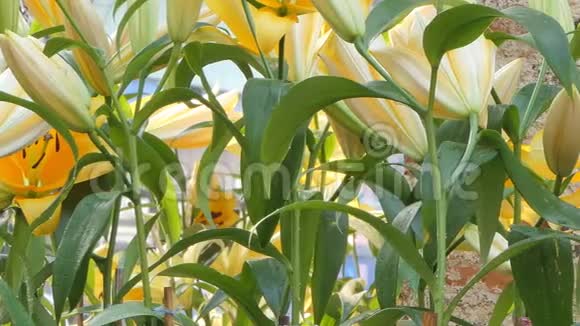 黄花菜花在花田视频的预览图