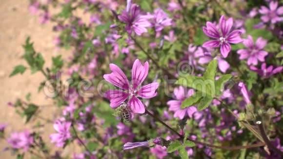 蜜蜂收集紫色花的花粉视频的预览图