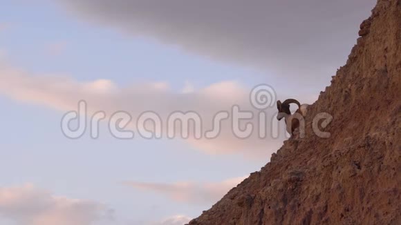 野生动物高漠大角羊公羊高岭视频的预览图