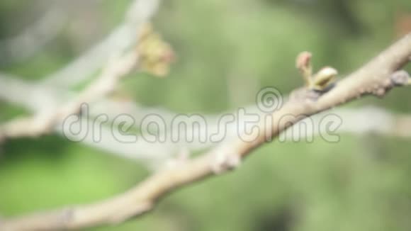 一根树枝上有小树叶摆动相机向上缓慢移动视频的预览图