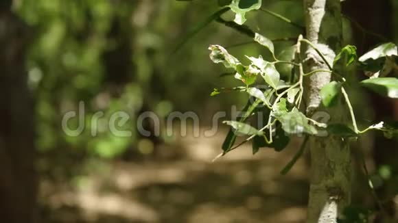 干燥树枝上的叶子视频的预览图