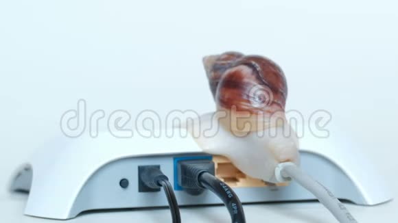 慢互联网速度和数据通过本地网络传输的概念一只大蜗牛坐在连接到视频的预览图