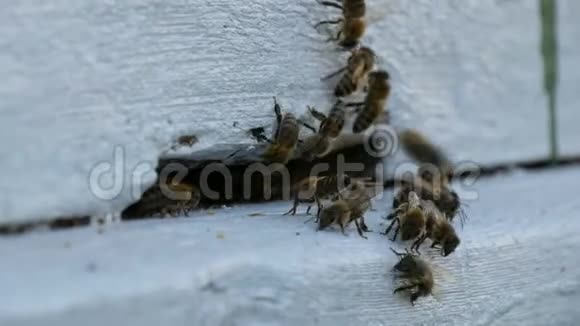 蜜蜂飞出来飞成白色的蜂巢蜜蜂把花蜜转化为蜂蜜概念蜂蜜农业视频的预览图