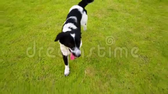 夏天快乐的狗在绿色的玻璃草地上奔跑玩耍在玻璃田里养宠物视频的预览图