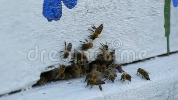 蜜蜂飞出来飞成白色的蜂巢蜜蜂把花蜜转化为蜂蜜概念蜂蜜农业视频的预览图