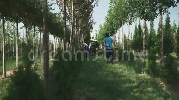 人们在花园里的树上剪树叶视频的预览图