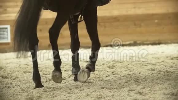 黑色的马在表演跳跃比赛中飞驰视频的预览图