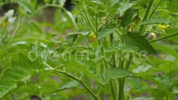 花园里灌木丛上的黄色番茄花视频的预览图