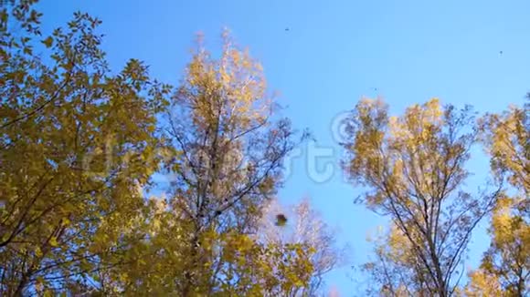 秋天的树蓝天背景上的黄树枝视频的预览图