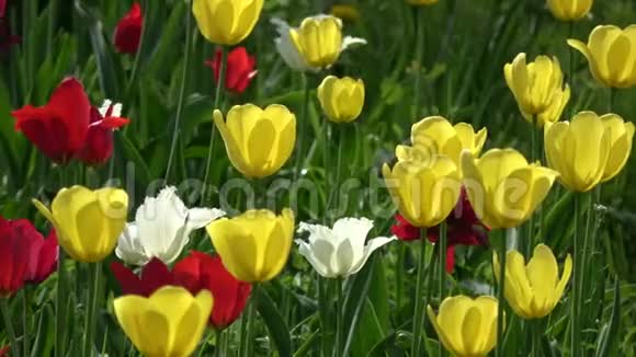 五颜六色的郁金香花背景在风中视频的预览图