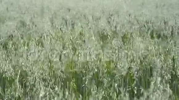 种植燕麦的田地视频的预览图