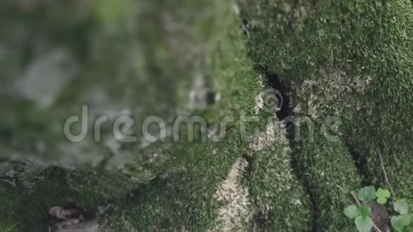 仙林中的空心树视频的预览图