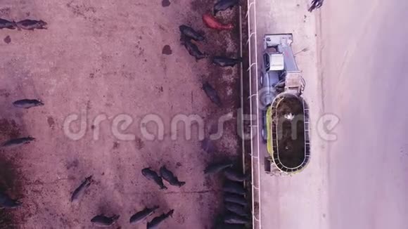 无人机摄像机通过现代自动技术捕捉黑牛的喂养视频的预览图