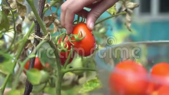 年轻女子从花园里的树枝上收获成熟的李子红西红柿然后放进透明的玻璃碗里视频的预览图