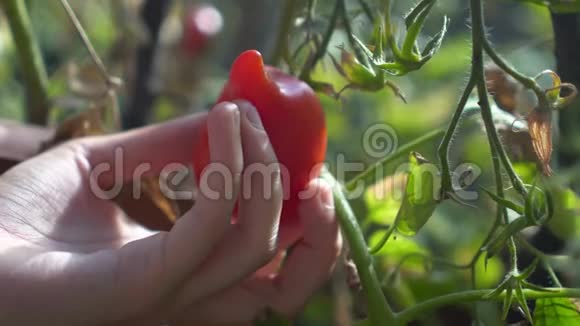一个年轻女人的手从花园里的树枝上采摘不寻常的红番茄娇养视频的预览图