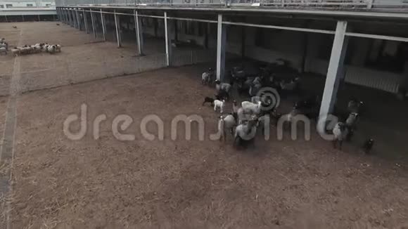 无人机用一群四处游荡的灰羊和黑羊飞过围栏视频的预览图