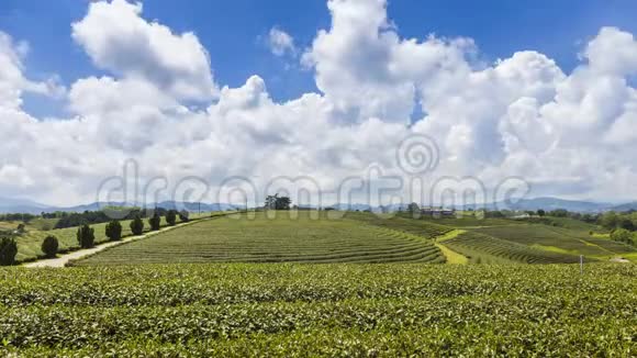 秋芳茶园是泰国清莱旅游胜地这是一个山坡种植园视频的预览图