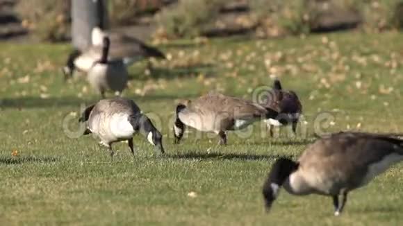 加拿大鹅在草坪上觅食视频的预览图