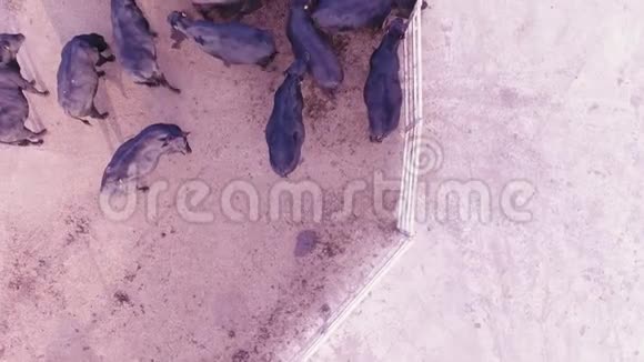 四重机摄像机显示了农场大畜栏黑牛的饲养过程视频的预览图