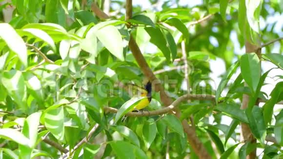 橄榄背太阳鸟在树枝上觅食视频的预览图