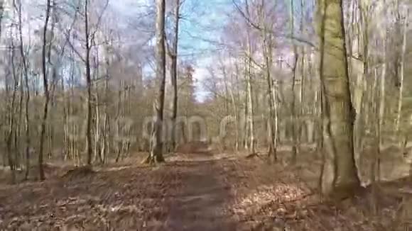 在德国的森林中在树木的附近飞行视频的预览图