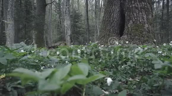 仙林中的空心树视频的预览图