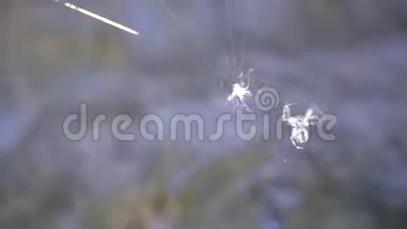 蜘蛛在流水下编织蜘蛛网视频的预览图