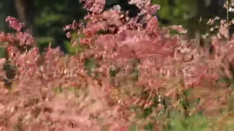 红色的草花在风中飘扬视频的预览图