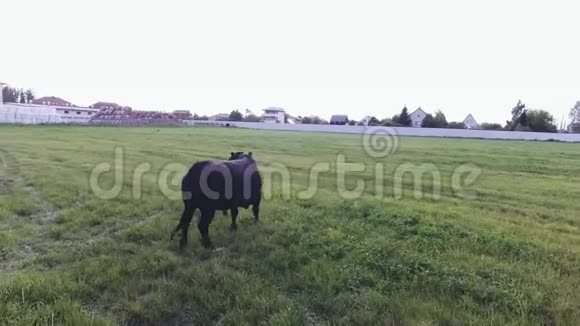 大头健康的公牛在现代动物养殖场的绿色围栏牧场上咆哮视频的预览图
