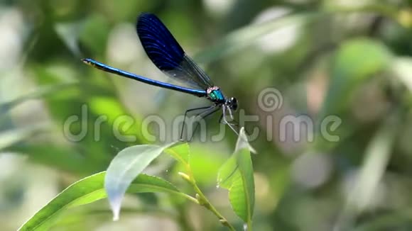 站在绿色植物上的蓝色蜻蜓视频的预览图