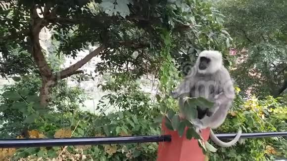 印度里希克什大猴子吃树叶视频的预览图