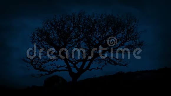 夜间在多风山上的单根崎岖的树视频的预览图