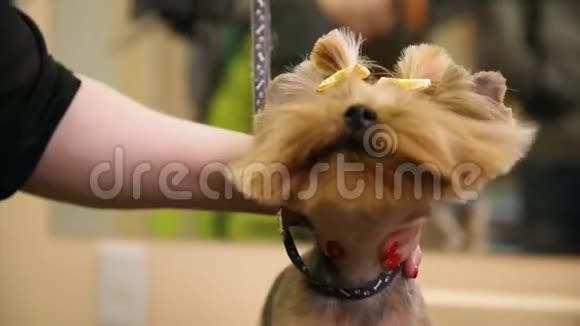 在一家美容院吹风机的特写镜头把空气吹进狗脸上狗看着镜头视频的预览图