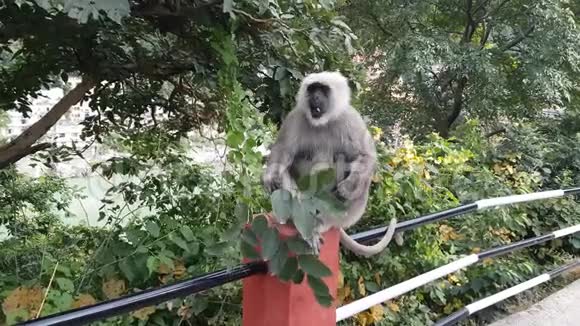 猴子吃印度里希克什的叶子视频的预览图