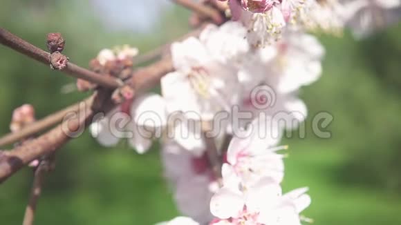 镜头缓慢地沿着开花的树枝移动视频的预览图