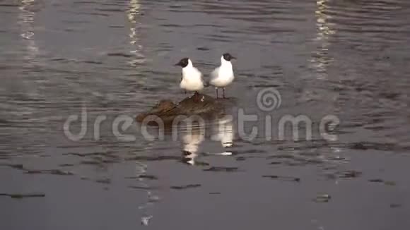 两只海鸥坐在一棵被淹的树上俄罗斯视频的预览图
