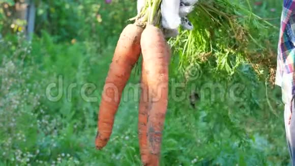 农夫手里拿着收获的成熟胡萝卜视频的预览图