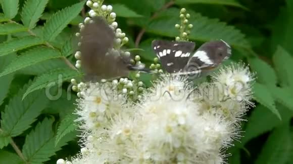 蝴蝶坐在花丛视频视频的预览图