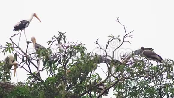 在一棵高大的树上筑巢的银鹳视频的预览图