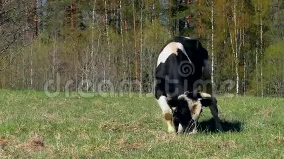 牛在田里嚼草视频的预览图