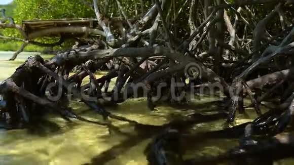 有当地植物和树根的浅水视频的预览图