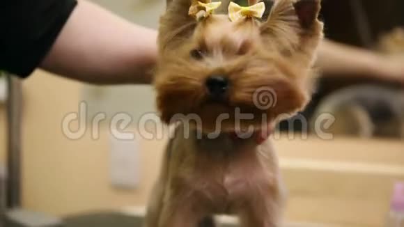 在一家美容院吹风机的特写镜头把空气吹进狗脸上狗看着摄像机抬起头来视频的预览图