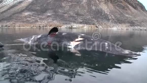大鲸附近的船上的人死在北极的水里视频的预览图